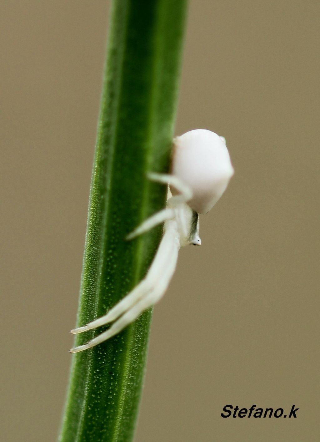 Giovane Thomisus onustus - Padriciano (TS)